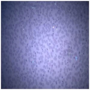 Film Grafena